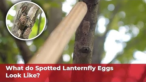 What do Spotted Lanternfly eggs look like?