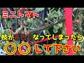 【ミニトマト】枝が茶色くしおれてしまう原因と対処方法教えます 【プランター】