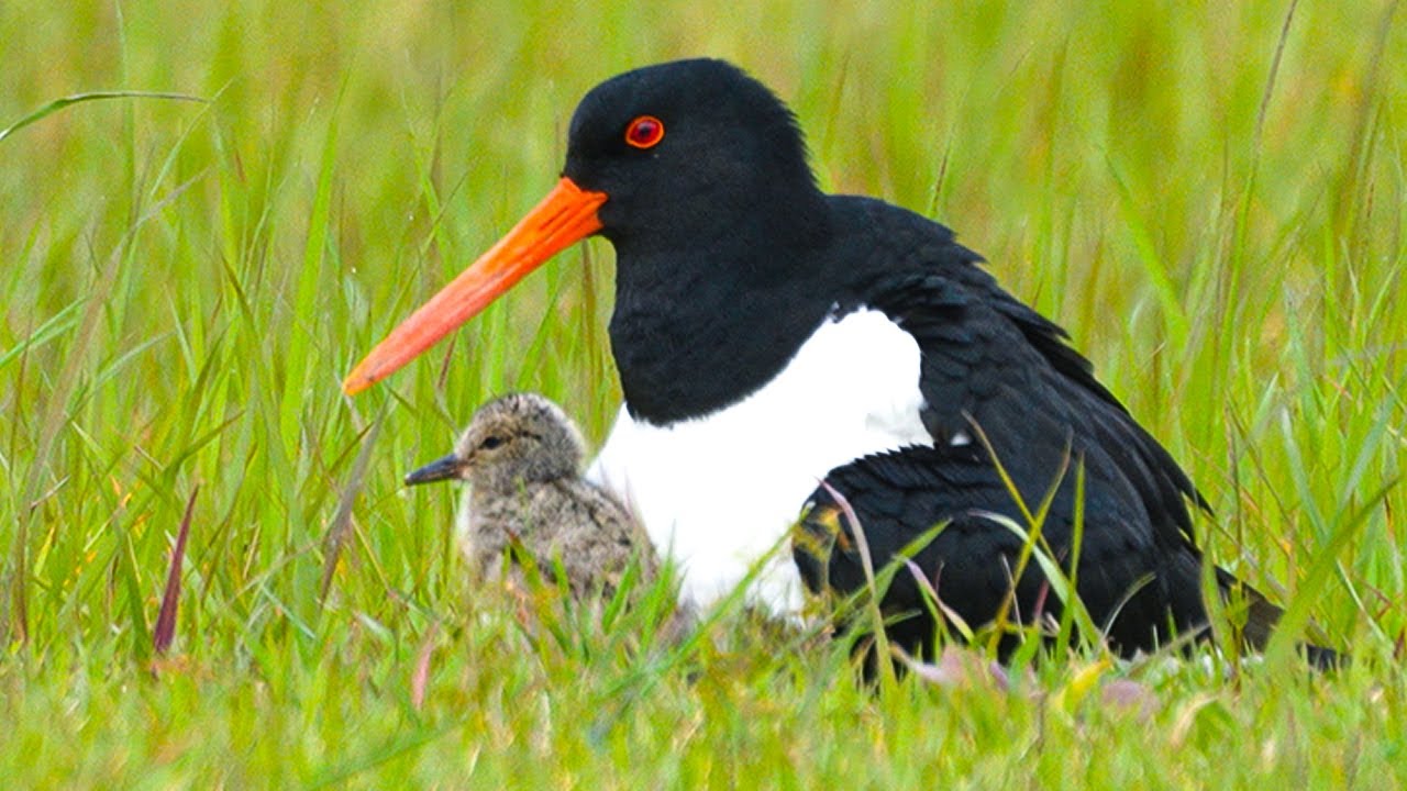 회사 잔디밭에 천연기념물 새가 둥지를 틀면 생기는 일(feat.파이프 설치)