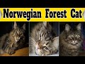 Norwegian Forest Cat – Fluffy Cat Breed Facts | Petmoo の動画、YouTube動画。