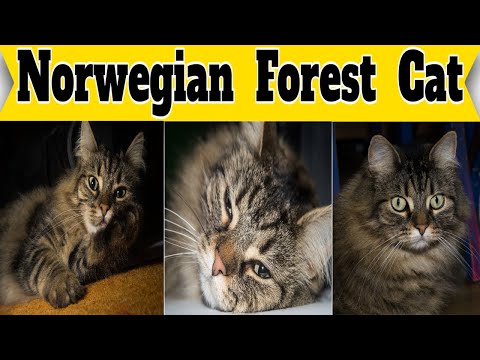 Видео: Sokoke горска котка порода хипоалергенни, здраве и продължителност на живота