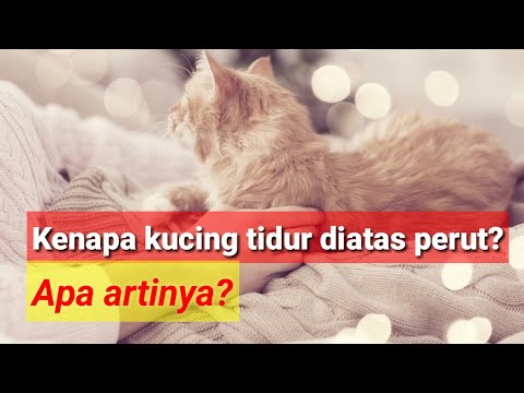 Apa arti kucing tidur diatas perut pemiliknya?