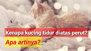 Apa arti kucing tidur diatas perut pemiliknya? by MeongLy 17,658 views 2 years ago 7 minutes, 31 seconds