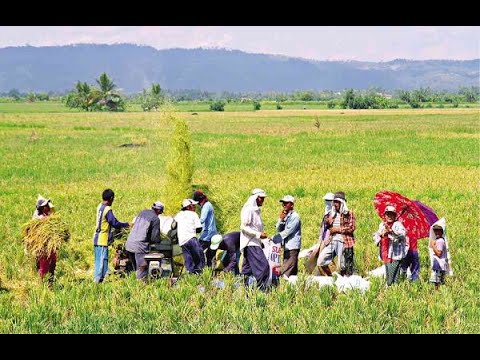 p1.5-b-loan-fund-for-rice-farmers-set