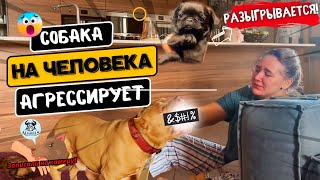 Американский булли агрессирует на хозяина! Розыгрыш эксклюзивного Пти-Брабансона!