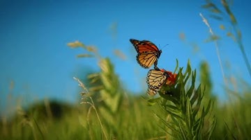صَلُّوا عَلَيْهِ وَسَلِّمُوا تَسْلِيمًا تلاوة القارئ مصطفى مطير