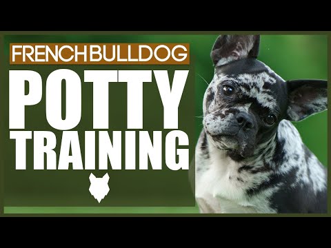 How To Potty Train Your FRENCH BULLDOG