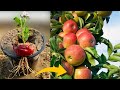 Unique skills how to grow apple tree from apple 