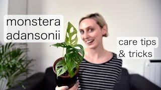 MONSTERA ADANSONII Care | Swiss Cheese Vine Care Tips & Tricks