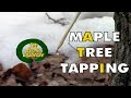 Bushcraft Maple Tree Sap Collection - Econo Challenge