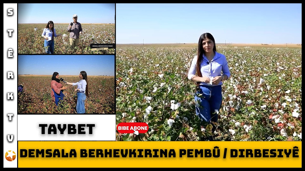 Taybet - Demsala Berhevkirina Pembû | Dirbesiyê