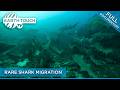 Ragged Tooth: The Great White's Scary Looking Cousin | Full Documentary