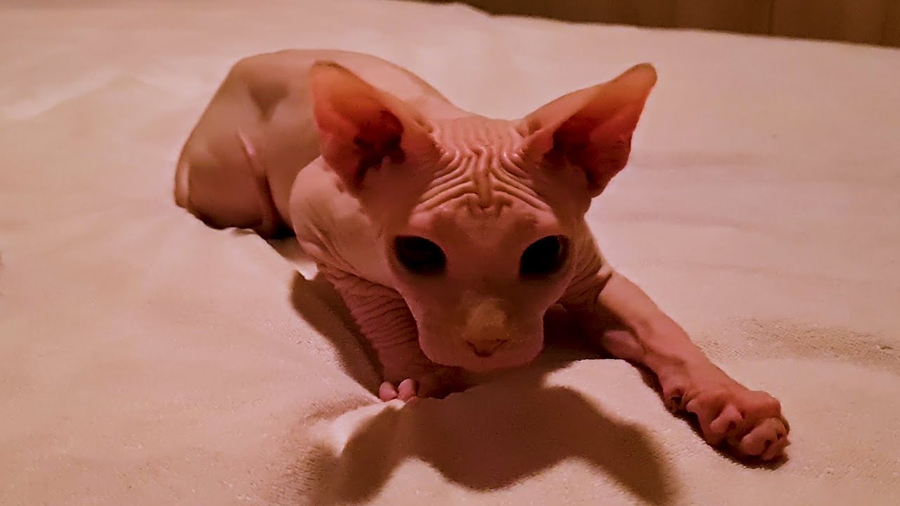 Can You catch that Nose Boop?