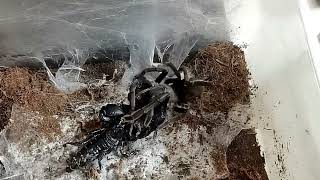 Arachnid Armageddon: Chinese Bird Spider vs Black Scorpion