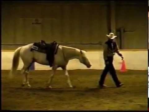 YOR High Noon Bridle-less Reining Appaloosa Stallion