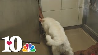Young-Williams reports long intake line as people find lost animals in Knoxville