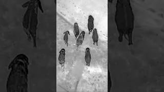 Fighting Elephants with Drones