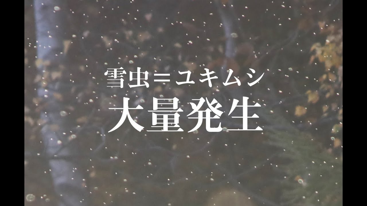 雪虫 ユキムシ って何 大量発生する理由とは 北海道ファンマガジン
