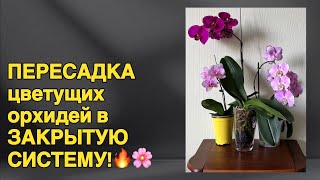 Две цветущие орхидеи в ЗАКРЫТУЮ СИСТЕМУ и две отцветашки в ДВОЙНЫЕ горшки! 🌸❤️‍🔥