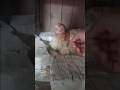 Day 3 🐔 Murgi Ando Par Baithi | Kuduk Hen Update | Chicks Coming Soon 🥚 ?