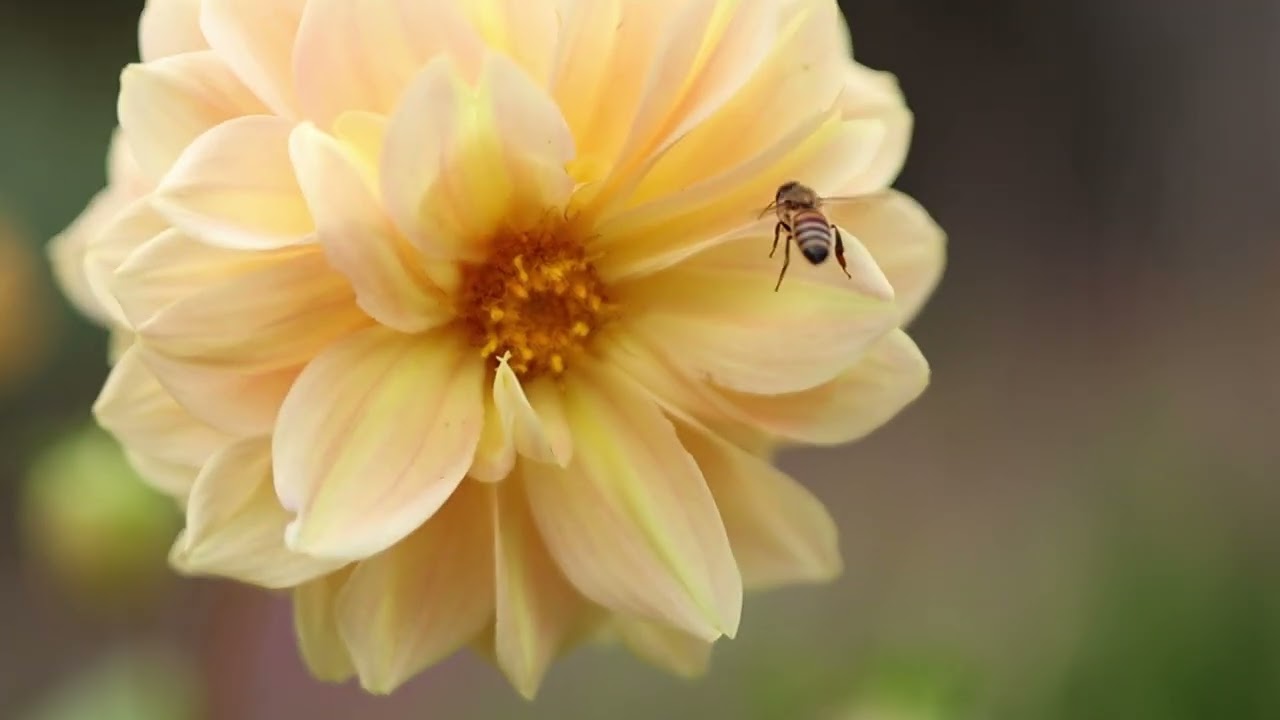 Discover the Charm of Marybank Estate - The Perfect Wedding Venue in Rostrevor, South Australia