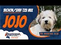 06-Months-Old Bichon/Shih Tzu Mix |JoJo | Best Dog Trainers | FXBG