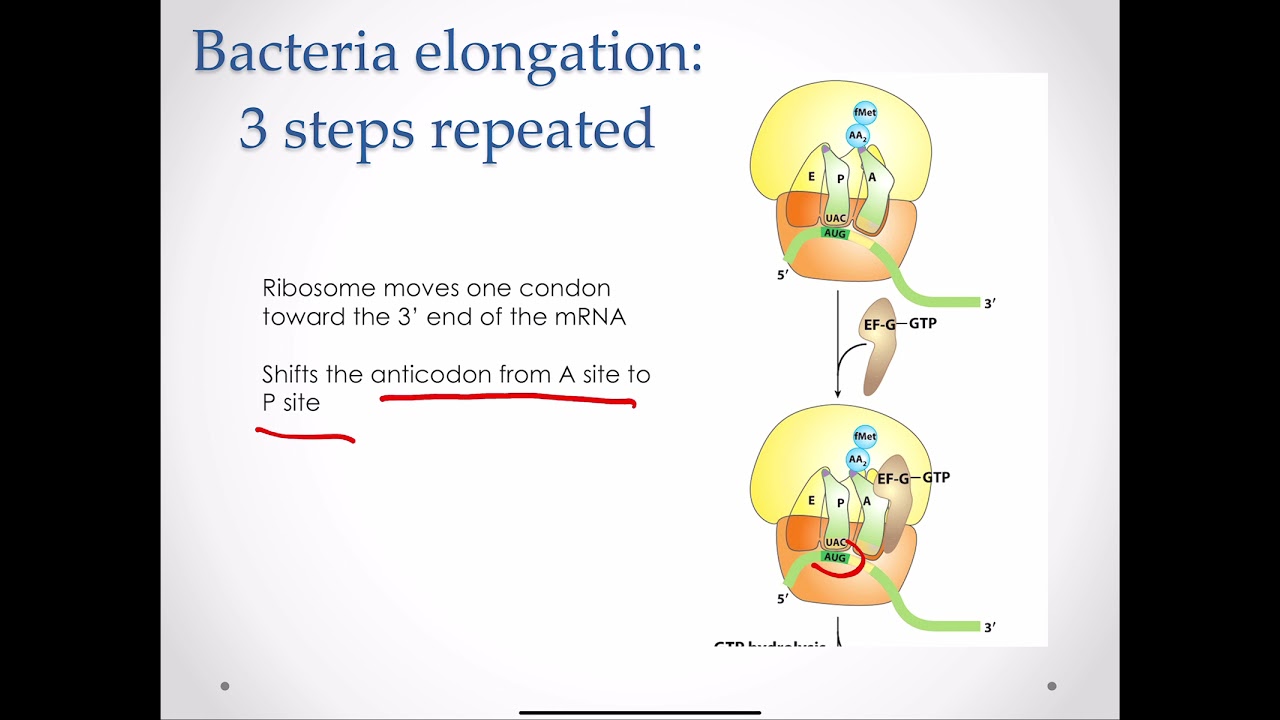 Protein Synthesis Elongation YouTube