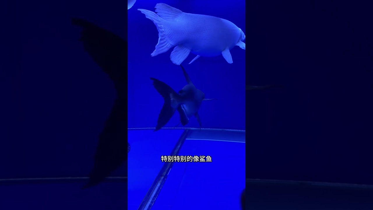 A Tank of Monster Fish Over a Meter Long, Every Single One Is a