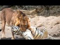               ll lion vs tiger fight recorded on camara