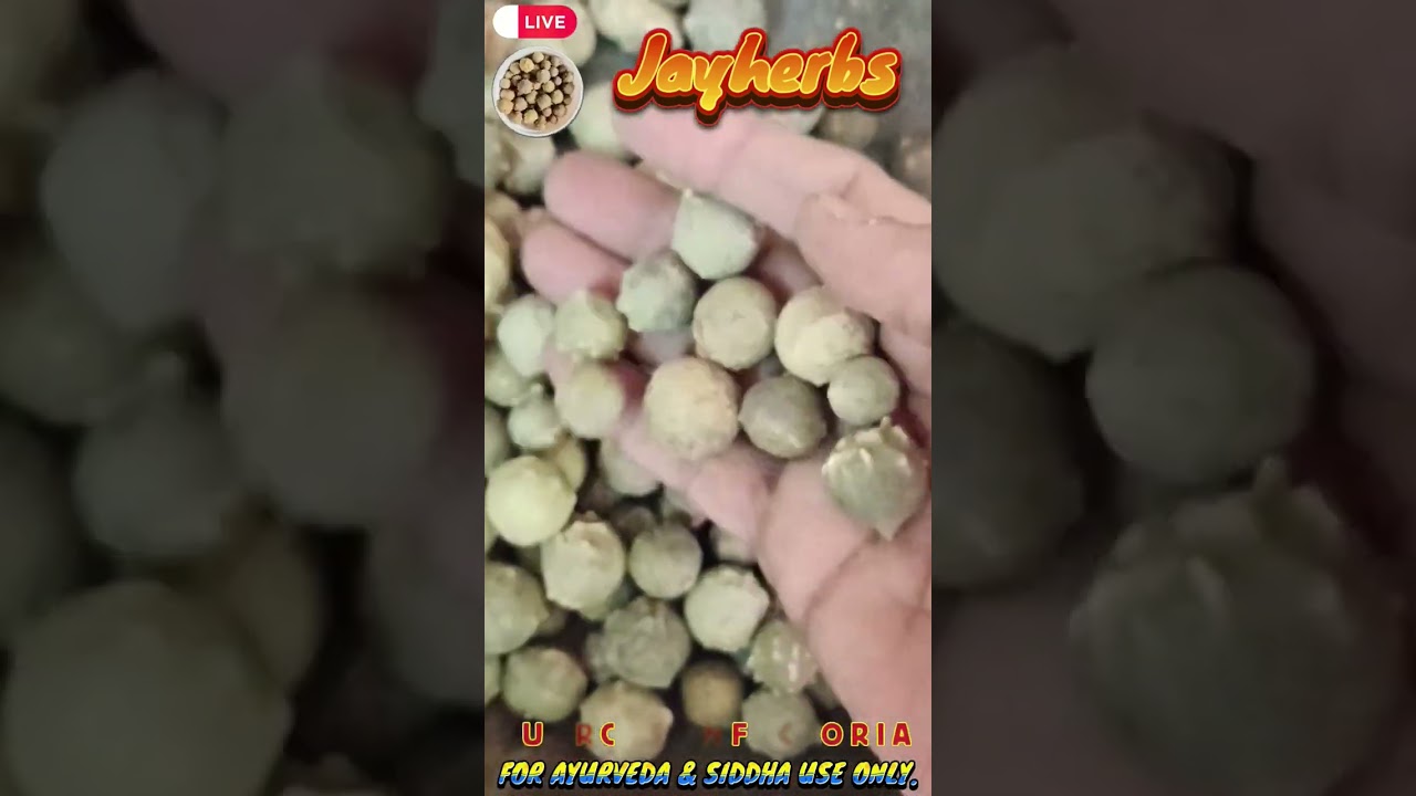 Quercus Infectoria | Manjakani | Majuphal | Gall Tree | Gall Oak | Masikai | Aleppo Oak 