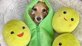 Funny Miniature Weiner Dogs Cute Instagram videos compilation Dachshund Compilation - TOP Video