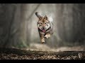 🐕 Shikoku dog, Shikoku Inu 🐕 の動画、YouTube動画。