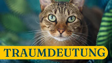 Was bedeutet im Traum schwarze Katze?