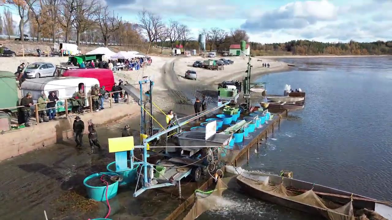 Výlov rybníku Žár | Rybářství Nové Hrady | 16.11.2023