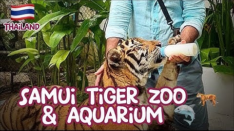 Samui Tiger Zoo & Aquarium | Things To Do in Samui Thailand