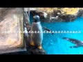 ペンギンさんと海の生き物たちに癒される...【長崎ペンギン水族館】