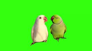 Parrot Saying Meow Meow Meow Meme  Green Screen