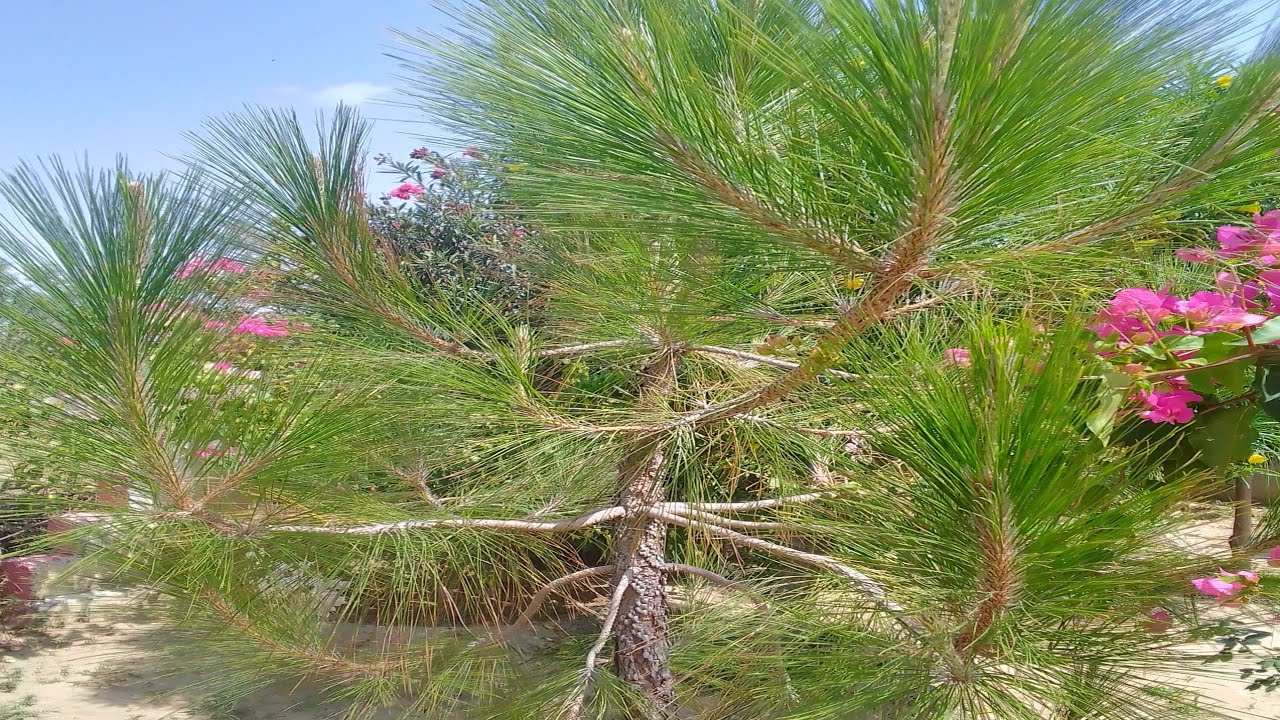 cheer plant in my house garden - YouTube