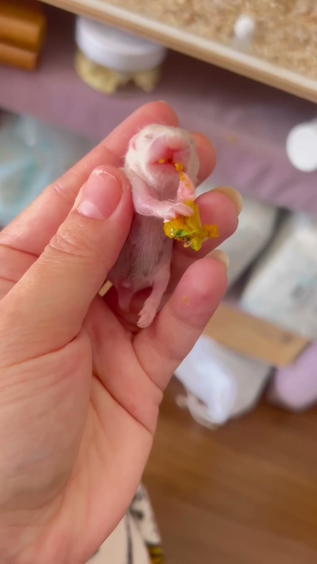 Newborn Hamster Nibbles on Its First Soft Meal