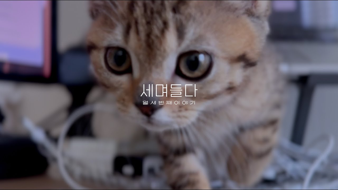 [ VLOG #13 ] 아기 맹수와 동거 시작 