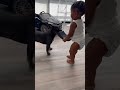 French Bulldog v. Baby