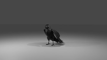 Crow animation showcase