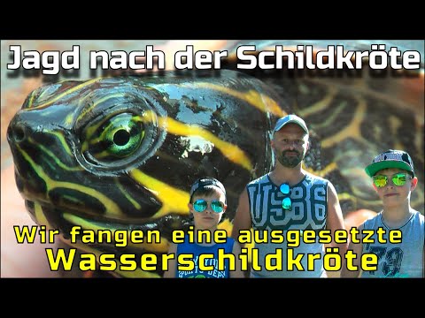 Video: Pflege tropischer Fische (mit Bildern)