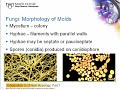 Introduction to clinical mycology part 1 hot topic