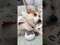 Looking at it this way this puppy is so short I want to see the legs of your Corgi#The dog