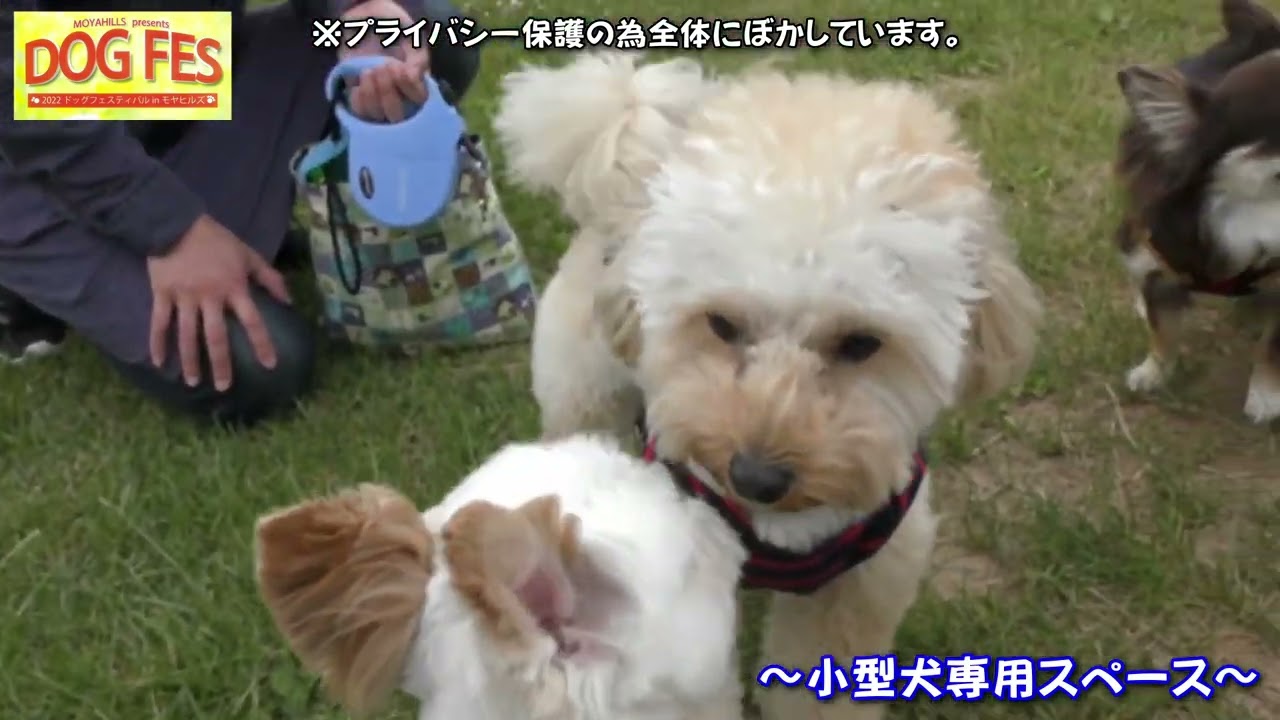 Dog Fes 22ドックフェス モヤヒルズ６月１９日 日 青森県 Youtube