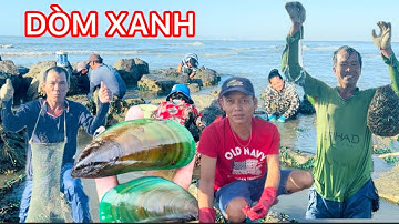 ÁP THẤP VÀO BỜ NGƯ DÂN LONG HẢI ĐI BẮT DÒM XANH VÀ GIĂNG LƯỚI CÁ ĐỐI BỘI THU 