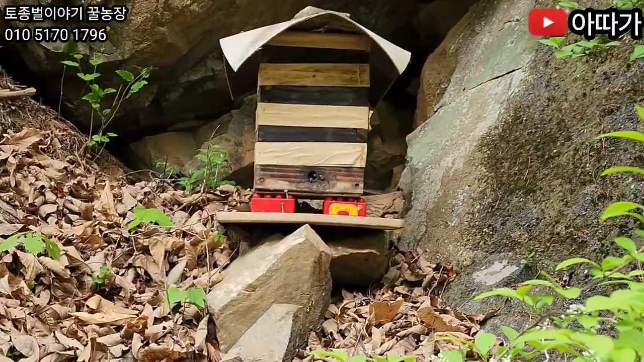 초보토종벌 분봉철에는 일주일 간격으로 순찰산행 필수로 하기! 입주 확인 순찰 산행! 