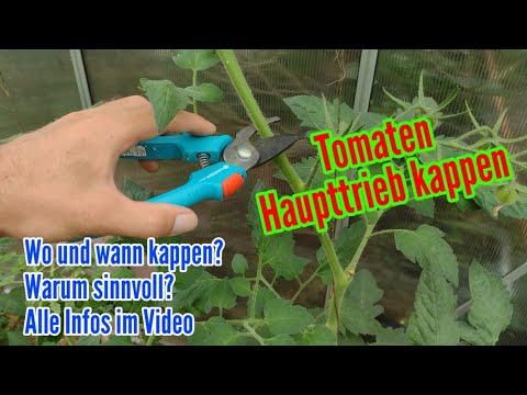 Video: Können Sie Tomatenpflanzen zu stark beschneiden?