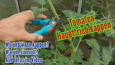 Kann man Tomatenpflanzen oben abschneiden?